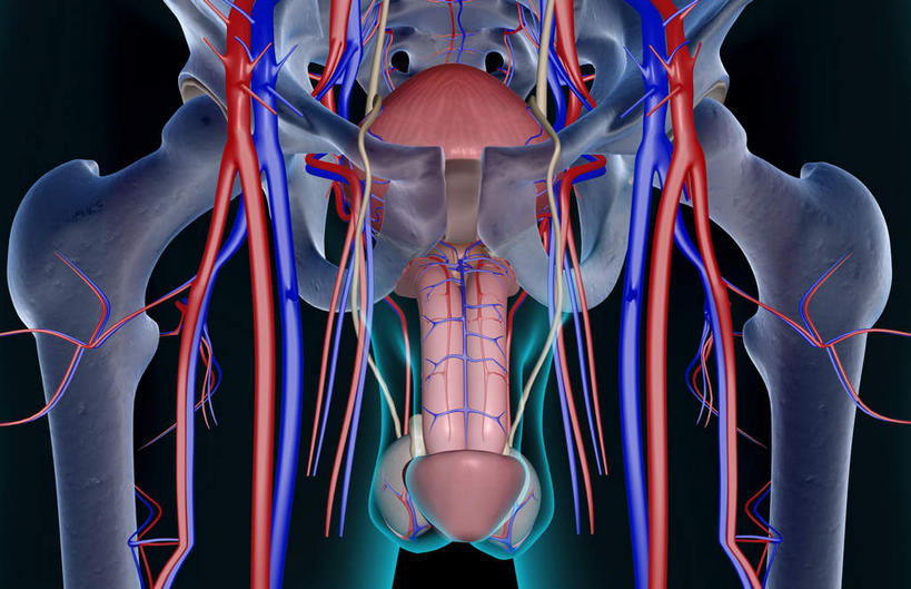 内脏,动脉,静脉,无人,站,横图,插画,室内,白天,正面,数码,科技,静物,阴影,黑色背景,网络,医学,高光,几何,计算机图形,合成,图画,画,模型,站着,人体,电脑合成图,数码合成图,生物学,人体器官,器官,漫画,生理学,写实,具体,具象,站立,彩图,生殖系统