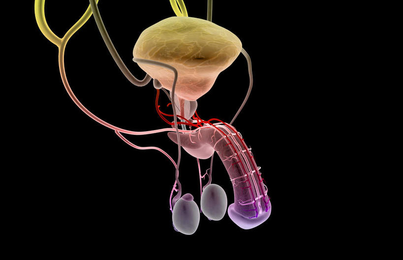 内脏,动脉,静脉,无人,站,横图,插画,室内,白天,正面,数码,科技,静物,阴影,黑色背景,网络,医学,高光,几何,计算机图形,合成,图画,画,模型,站着,人体,电脑合成图,数码合成图,生物学,人体器官,器官,漫画,生理学,写实,具体,具象,站立,彩图,生殖系统