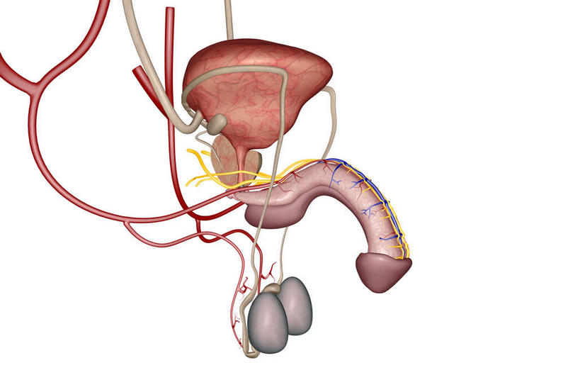 内脏,动脉,静脉,血管,膀胱,阴茎,无人,横图,插画,室内,白天,白色背景,正面,数码,科技,静物,阴影,网络,医学,高光,几何,计算机图形,合成,图画,画,模型,人体,皮肤,电脑合成图,数码合成图,生物学,人体器官,器官,漫画,生理学,写实,具体,具象,龟头,内生殖器,排泄器官,外生殖器,彩图,海绵体,筋膜,男性生殖系统,尿道海绵体,生殖器官,生殖系统,阳具,阴茎海绵体