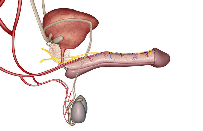 内脏,动脉,静脉,血管,膀胱,阴茎,无人,横图,插画,室内,白天,白色背景,正面,数码,科技,静物,阴影,网络,医学,高光,几何,计算机图形,合成,图画,画,模型,人体,皮肤,电脑合成图,数码合成图,生物学,人体器官,器官,漫画,生理学,写实,具体,具象,龟头,内生殖器,排泄器官,外生殖器,彩图,海绵体,筋膜,男性生殖系统,尿道海绵体,生殖器官,生殖系统,阳具,阴茎海绵体
