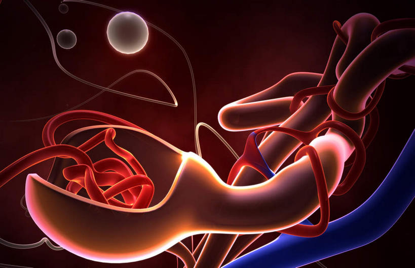 内脏,无人,横图,插画,室内,特写,白天,正面,数码,科技,静物,阴影,黑色背景,网络,医学,细胞,高光,几何,计算机图形,合成,图画,画,红色,模型,人体,电脑合成图,数码合成图,生物学,人体器官,器官,漫画,生理学,写实,具体,具象,彩图,肾小球,血液过滤器