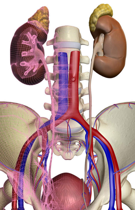 内脏,动脉,静脉,无人,竖图,插画,室内,白天,白色背景,正面,数码,科技,静物,阴影,网络,医学,高光,几何,计算机图形,合成,图画,画,模型,人体,电脑合成图,数码合成图,生物学,人体器官,器官,漫画,泌尿系统,生理学,写实,具体,具象,彩图