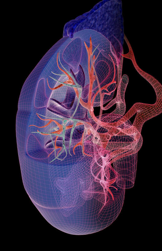 内脏,肾脏,动脉,静脉,无人,竖图,插画,室内,白天,正面,数码,科技,静物,阴影,黑色背景,网络,医学,高光,几何,计算机图形,合成,图画,画,模型,血液,人体,电脑合成图,数码合成图,生物学,人体器官,器官,漫画,泌尿系统,生理学,写实,具体,具象,彩图,供给