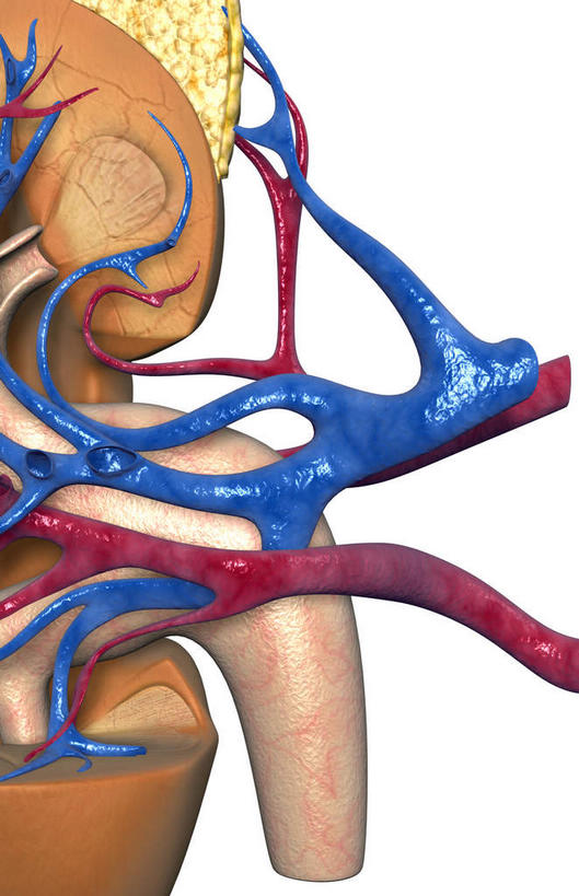 内脏,肾脏,动脉,静脉,无人,竖图,插画,室内,白天,白色背景,正面,数码,科技,静物,阴影,网络,医学,高光,几何,计算机图形,合成,图画,画,模型,血液,人体,电脑合成图,数码合成图,生物学,人体器官,器官,漫画,生理学,写实,具体,具象,彩图,供给