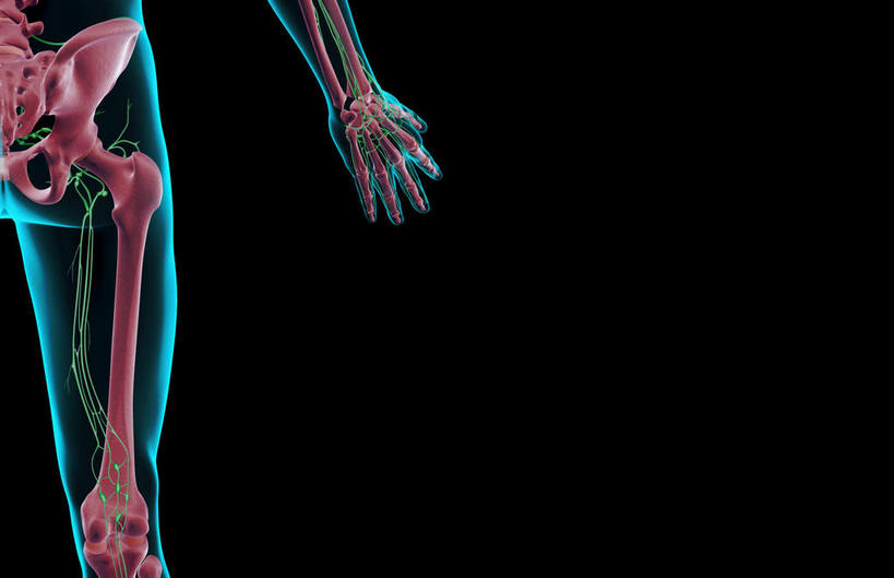 臀部,内脏,动脉,静脉,无人,横图,插画,室内,白天,正面,数码,科技,静物,阴影,黑色背景,网络,医学,高光,几何,计算机图形,合成,图画,画,模型,人体,电脑合成图,数码合成图,生物学,人体器官,器官,漫画,生理学,写实,具体,具象,淋巴结,淋巴系统,淋巴管,淋巴组织,免疫系统,免疫组织,彩图