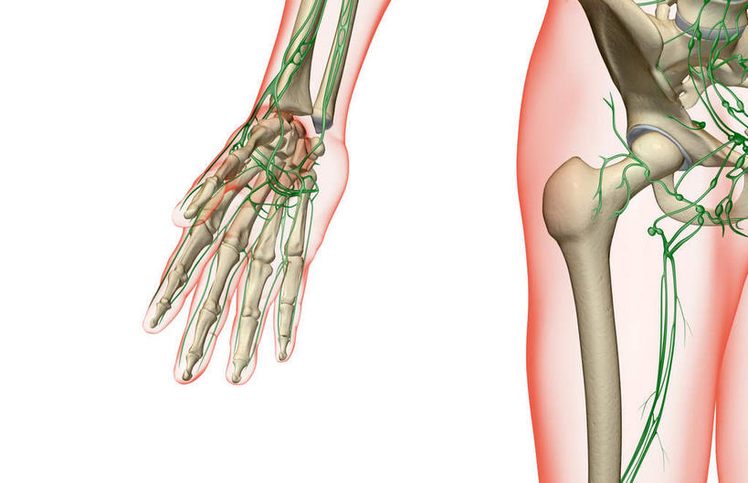 臀部,内脏,动脉,静脉,无人,站,横图,插画,室内,白天,白色背景,正面,数码,科技,静物,阴影,网络,医学,高光,几何,计算机图形,合成,图画,画,模型,站着,人体,皮肤,电脑合成图,数码合成图,生物学,人体器官,器官,漫画,生理学,写实,具体,具象,淋巴结,淋巴系统,淋巴管,淋巴组织,免疫系统,免疫组织,站立,彩图