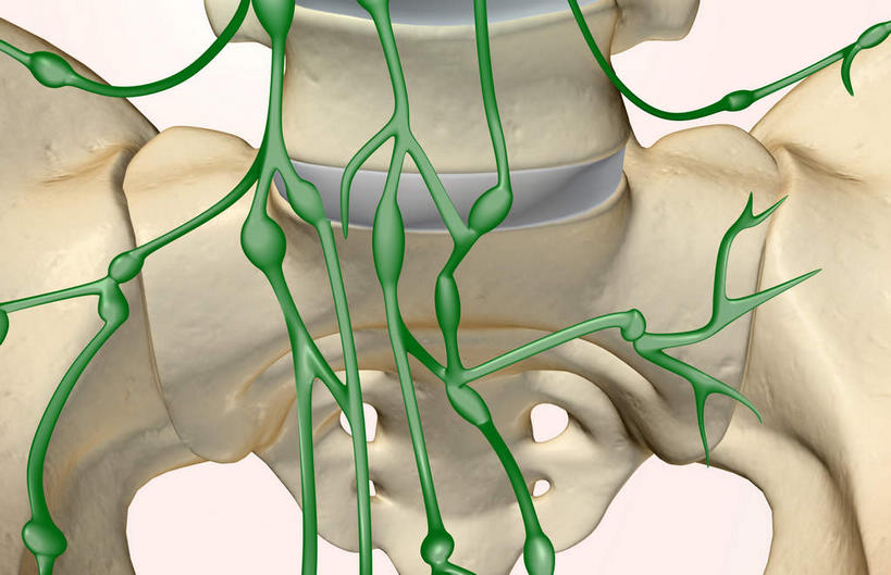 内脏,动脉,静脉,无人,横图,插画,室内,白天,白色背景,正面,数码,科技,静物,阴影,网络,医学,高光,几何,计算机图形,合成,图画,画,模型,人体,皮肤,电脑合成图,数码合成图,生物学,人体器官,器官,漫画,生理学,写实,具体,具象,淋巴结,淋巴系统,淋巴管,淋巴组织,免疫系统,免疫组织,彩图