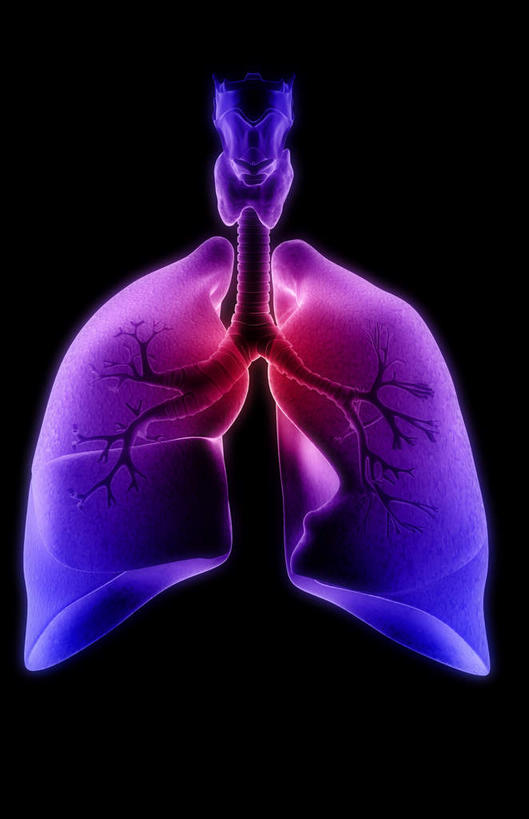 内脏,动脉,静脉,无人,竖图,插画,室内,白天,正面,数码,科技,静物,阴影,黑色背景,发光,网络,医学,高光,几何,计算机图形,合成,图画,画,紫色,模型,人体,电脑合成图,数码合成图,生物学,人体器官,器官,漫画,支气管,生理学,写实,具体,具象,喉,呼吸系统,彩图