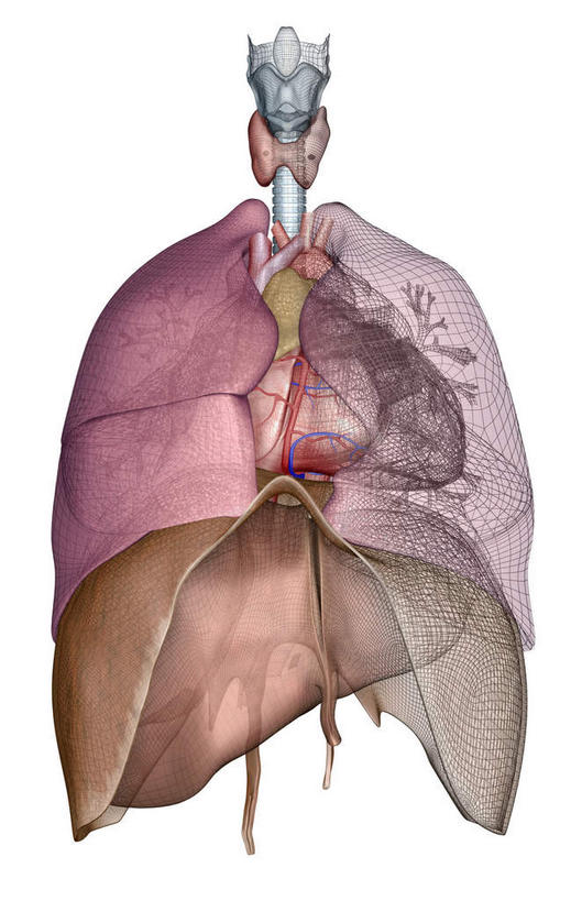 内脏,肺,动脉,静脉,无人,站,竖图,插画,室内,白天,白色背景,正面,数码,科技,静物,阴影,网络,医学,高光,几何,计算机图形,合成,图画,画,模型,站着,人体,皮肤,电脑合成图,数码合成图,生物学,人体器官,器官,漫画,生理学,写实,具体,具象,隔膜,甲状腺,肺部,肺脏,站立,彩图
