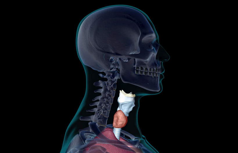 内脏,肺,动脉,静脉,无人,横图,插画,室内,白天,正面,数码,科技,静物,阴影,黑色背景,网络,医学,高光,几何,计算机图形,合成,图画,画,模型,人体,电脑合成图,数码合成图,生物学,人体器官,器官,漫画,支气管,生理学,写实,具体,具象,肺泡,环状软骨,甲状软骨,舌骨,肺部,肺脏,半身,彩图