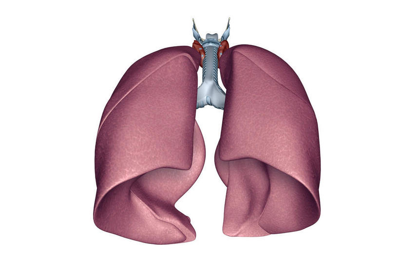 内脏,肺,动脉,静脉,无人,横图,插画,室内,白天,白色背景,正面,数码,科技,静物,阴影,网络,医学,高光,几何,计算机图形,合成,图画,画,模型,人体,电脑合成图,数码合成图,生物学,人体器官,解剖,器官,漫画,生理学,写实,具体,具象,喉,呼吸系统,肺部,肺脏,彩图