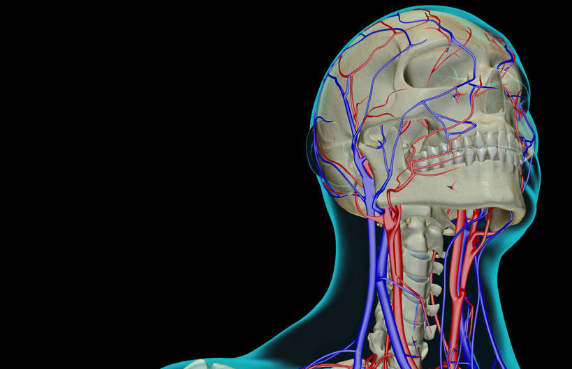 脸,头,脸颊,脖子,动脉,静脉,骨骼,血管,无人,横图,插画,x光片,室内,特写,白天,正面,数码,科技,静物,阴影,黑色背景,辐射,科学,网络,医学,骨头,高光,几何,计算机图形,合成,图画,画,模型,人体,皮肤,电脑合成图,数码合成图,骨架,医疗,生物学,科学技术,x射线,x光,漫画,生理学,写实,具体,具象,颈静脉,锁骨下动脉,锁骨下静脉,颈内静脉,头部,脖,颈,颈部,脸部,脸蛋,面部,半身,彩图,电磁波,电磁辐射