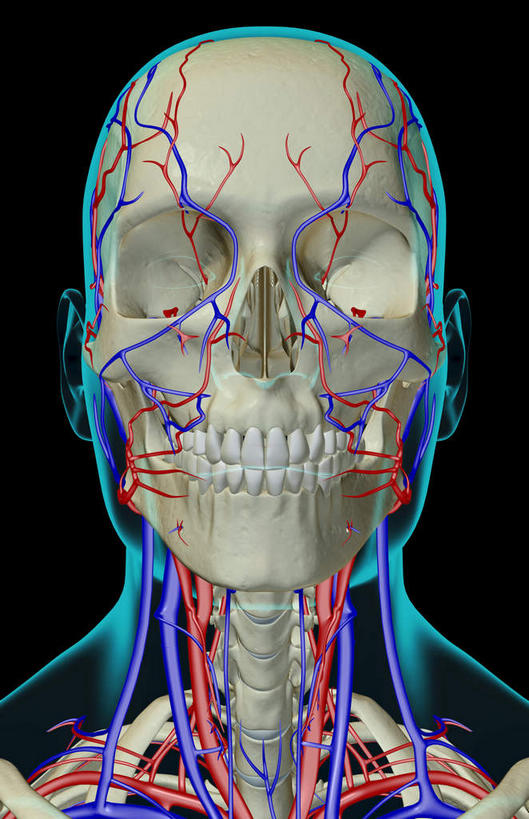 脖子,动脉,静脉,骨骼,血管,无人,竖图,插画,x光片,室内,特写,白天,正面,数码,科技,静物,阴影,黑色背景,辐射,科学,网络,医学,骨头,高光,几何,计算机图形,合成,图画,画,模型,人体,皮肤,电脑合成图,数码合成图,骨架,医疗,生物学,科学技术,x射线,x光,漫画,生理学,写实,具体,具象,颈静脉,锁骨下动脉,锁骨下静脉,颈内静脉,脖,颈,颈部,半身,彩图,电磁波,电磁辐射