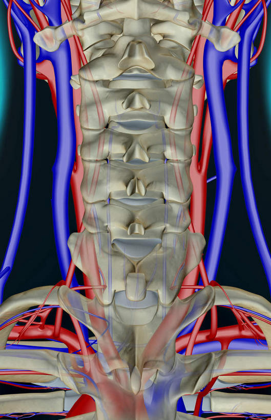 脖子,动脉,静脉,骨骼,血管,无人,竖图,插画,x光片,室内,特写,白天,正面,数码,科技,静物,阴影,黑色背景,辐射,科学,网络,医学,骨头,高光,几何,计算机图形,合成,图画,画,模型,人体,皮肤,电脑合成图,数码合成图,骨架,医疗,生物学,科学技术,x射线,x光,漫画,生理学,写实,具体,具象,颈静脉,锁骨下动脉,锁骨下静脉,颈内静脉,脖,颈,颈部,半身,彩图,电磁波,电磁辐射