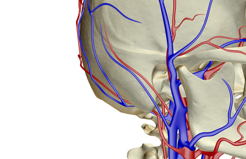 脖子,动脉,静脉,骨骼,血管,无人,横图,插画,x光片,室内,特写,白天,白色背景,正面,数码,科技,静物,阴影,辐射,科学,网络,医学,骨头,高光,几何,计算机图形,合成,图画,画,模型,人体,电脑合成图,数码合成图,骨架,医疗,生物学,科学技术,x射线,x光,漫画,生理学,写实,具体,具象,颈静脉,锁骨下动脉,锁骨下静脉,颈内静脉,脖,颈,颈部,半身,彩图,电磁波,电磁辐射
