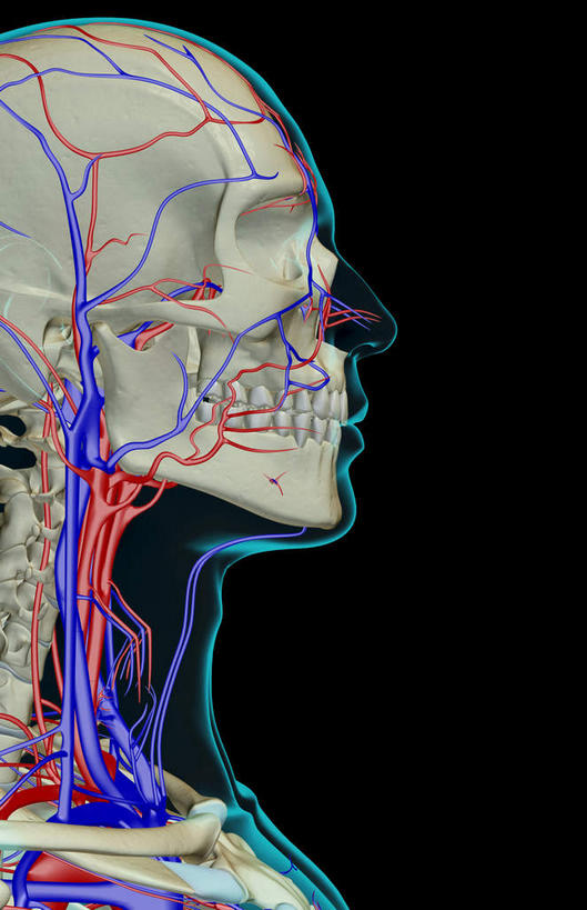 脸,头,脸颊,脖子,动脉,静脉,骨骼,血管,无人,竖图,插画,x光片,室内,特写,白天,正面,数码,科技,静物,阴影,黑色背景,辐射,科学,网络,医学,骨头,高光,几何,计算机图形,合成,图画,画,模型,人体,皮肤,电脑合成图,数码合成图,骨架,医疗,生物学,科学技术,x射线,x光,漫画,生理学,写实,具体,具象,颈静脉,锁骨下动脉,锁骨下静脉,颈内静脉,头部,脖,颈,颈部,脸部,脸蛋,面部,半身,彩图,电磁波,电磁辐射