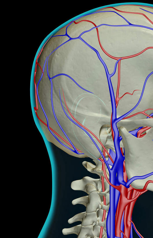 脸,头,脸颊,脖子,动脉,静脉,骨骼,血管,无人,竖图,插画,x光片,室内,特写,白天,正面,数码,科技,静物,阴影,黑色背景,辐射,科学,网络,医学,骨头,高光,几何,计算机图形,合成,图画,画,模型,人体,电脑合成图,数码合成图,骨架,医疗,生物学,科学技术,x射线,x光,漫画,生理学,写实,具体,具象,颈静脉,锁骨下动脉,锁骨下静脉,颈内静脉,头部,脖,颈,颈部,脸部,脸蛋,面部,半身,彩图,电磁波,电磁辐射