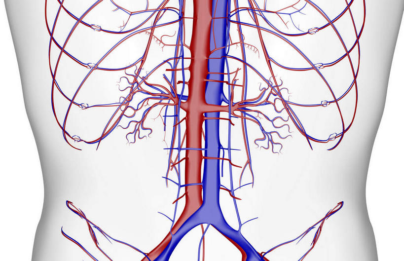 动脉,静脉,骨骼,血管,无人,横图,插画,x光片,室内,特写,白天,白色背景,正面,数码,科技,静物,阴影,辐射,科学,网络,医学,骨头,高光,几何,计算机图形,合成,图画,画,模型,人体,电脑合成图,数码合成图,骨架,医疗,生物学,科学技术,x射线,x光,漫画,生理学,写实,具体,具象,肾动脉,肾静脉,半身,彩图,电磁波,电磁辐射