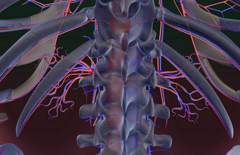 动脉,静脉,骨骼,血管,无人,站,横图,插画,x光片,室内,特写,白天,正面,数码,科技,静物,阴影,黑色背景,辐射,科学,网络,医学,骨头,高光,几何,计算机图形,合成,图画,画,模型,站着,人体,电脑合成图,数码合成图,骨架,医疗,生物学,科学技术,x射线,x光,漫画,生理学,写实,具体,具象,脊椎动脉,肾动脉,肾静脉,站立,半身,彩图,电磁波,电磁辐射