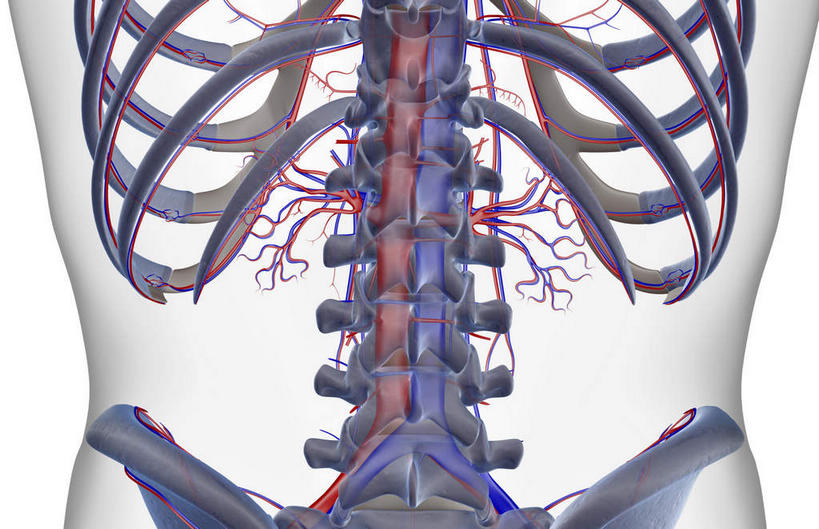 脊髓,动脉,静脉,骨骼,无人,站,横图,插画,x光片,室内,特写,白天,白色背景,正面,数码,科技,静物,阴影,辐射,科学,网络,医学,骨头,高光,几何,计算机图形,合成,图画,画,模型,站着,人体,皮肤,电脑合成图,数码合成图,骨架,医疗,生物学,科学技术,x射线,x光,漫画,生理学,写实,具体,具象,肋间动脉,肋间静脉,肾动脉,脊柱,肾,站立,半身,彩图,电磁波,电磁辐射