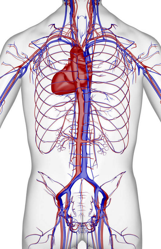 脊髓,动脉,静脉,骨骼,无人,站,竖图,插画,x光片,室内,特写,白天,白色背景,正面,数码,科技,静物,阴影,辐射,科学,网络,医学,骨头,高光,几何,计算机图形,合成,图画,画,模型,站着,人体,皮肤,电脑合成图,数码合成图,骨架,医疗,生物学,科学技术,x射线,x光,漫画,生理学,写实,具体,具象,肋间动脉,肋间静脉,肾动脉,脊柱,肾,站立,半身,彩图,电磁波,电磁辐射