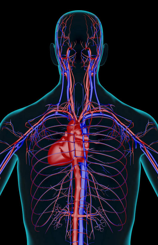 动脉,静脉,骨骼,无人,竖图,插画,x光片,室内,特写,白天,正面,数码,科技,静物,阴影,黑色背景,辐射,科学,网络,医学,骨头,高光,几何,计算机图形,合成,图画,画,模型,站着,人体,电脑合成图,数码合成图,骨架,医疗,生物学,科学技术,x射线,x光,漫画,生理学,写实,具体,具象,肋间动脉,肋间静脉,站立,半身,彩图,电磁波,电磁辐射