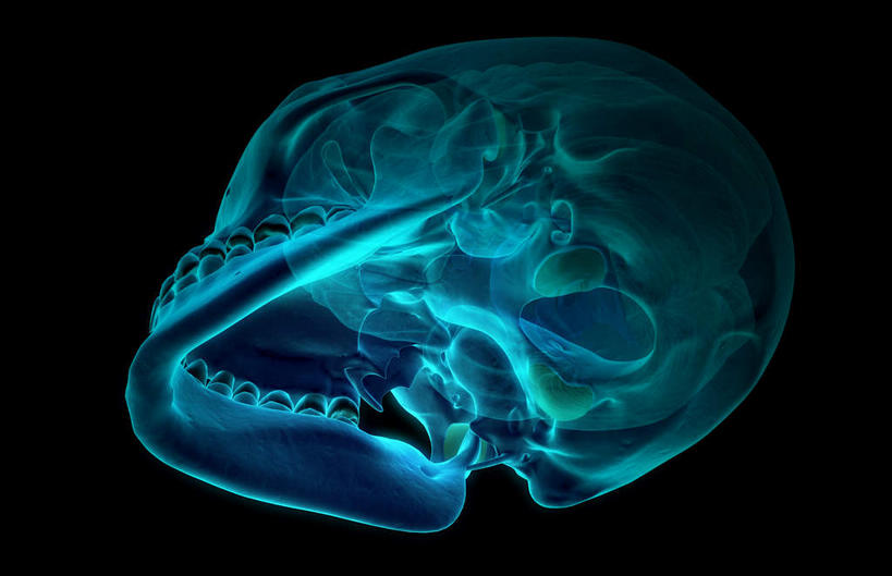 动脉,静脉,骨骼,无人,站,横图,插画,x光片,室内,特写,白天,正面,数码,科技,静物,大脑,阴影,黑色背景,辐射,科学,网络,医学,骨头,高光,几何,计算机图形,合成,图画,画,蓝色,模型,站着,人体,电脑合成图,数码合成图,骨架,医疗,生物学,科学技术,x射线,器官,沟壑,x光,漫画,小脑,脑干,生理学,写实,具体,具象,大脑皮层,顶叶,端脑,额叶,沟,灰质,回,间脑,颞叶,站立,半身,彩图,大脑半球,电磁波,电磁辐射