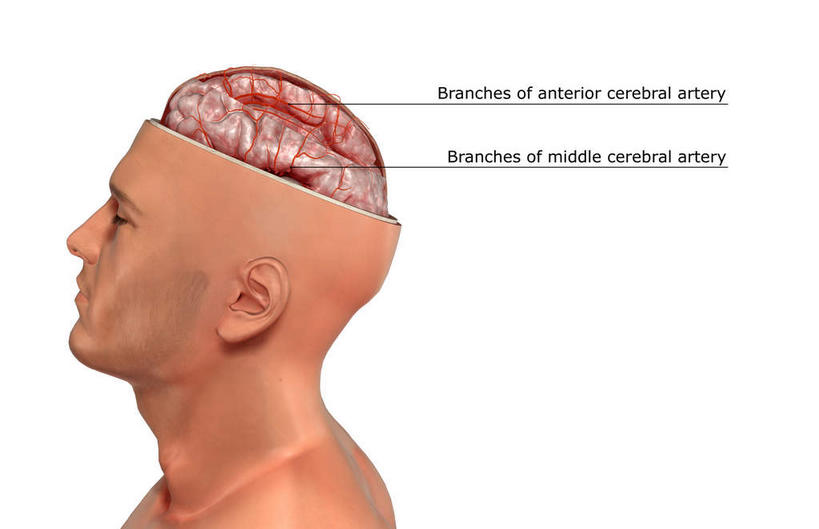 动脉,静脉,骨骼,无人,横图,插画,x光片,室内,特写,白天,白色背景,正面,数码,科技,静物,大脑,阴影,辐射,科学,网络,医学,英文,标志,文字,字符,字母,骨头,高光,几何,计算机图形,合成,图画,标识,画,模型,解说,人体,说明,皮肤,英文字母,电脑合成图,数码合成图,骨架,医疗,生物学,科学技术,x射线,器官,沟壑,x光,漫画,小脑,脑干,生理学,写实,具体,具象,大脑皮层,端脑,沟,灰质,回,间脑,阐明,申明,注解,注明,脑动脉,半身,彩图,脑膜,电磁波,电磁辐射