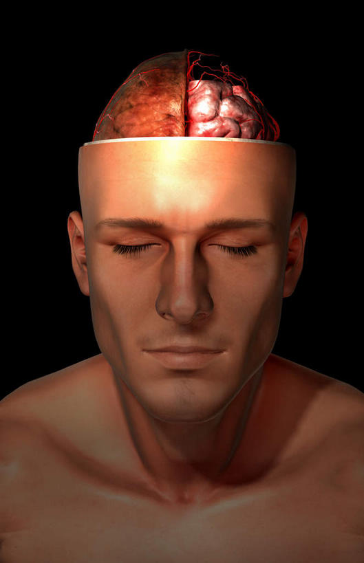 脸,头,脸颊,动脉,静脉,骨骼,无人,闭眼,竖图,插画,x光片,室内,特写,白天,正面,数码,科技,静物,大脑,阴影,黑色背景,辐射,科学,网络,医学,骨头,高光,几何,计算机图形,合成,图画,画,模型,人体,电脑合成图,数码合成图,骨架,医疗,生物学,科学技术,x射线,器官,沟壑,x光,漫画,小脑,脑干,生理学,写实,具体,具象,大脑皮层,端脑,沟,灰质,回,间脑,脑动脉,头部,脸部,脸蛋,面部,闭眼睛,闭着眼,闭着眼睛,半身,彩图,脑膜,电磁波,电磁辐射