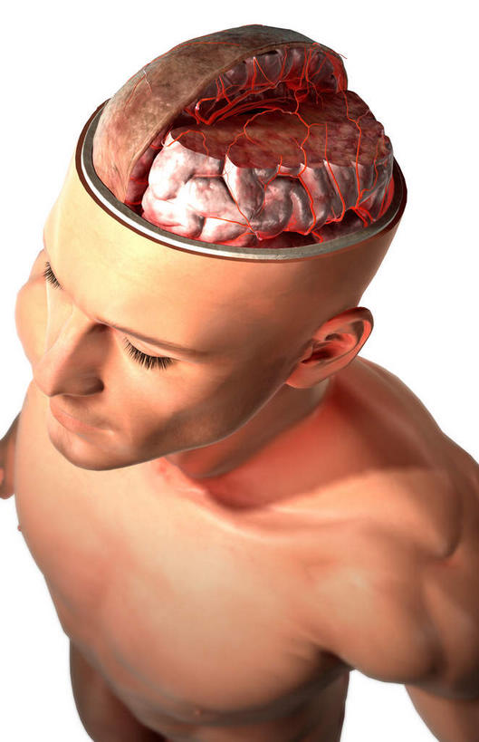 动脉,静脉,骨骼,无人,站,竖图,插画,x光片,室内,特写,白天,白色背景,正面,数码,科技,静物,大脑,阴影,辐射,科学,网络,医学,骨头,高光,几何,计算机图形,合成,图画,画,模型,站着,人体,电脑合成图,数码合成图,骨架,医疗,生物学,科学技术,x射线,器官,沟壑,x光,漫画,小脑,脑干,生理学,写实,具体,具象,大脑皮层,端脑,沟,灰质,回,间脑,脑动脉,左脑,站立,半身,彩图,脑膜,电磁波,电磁辐射