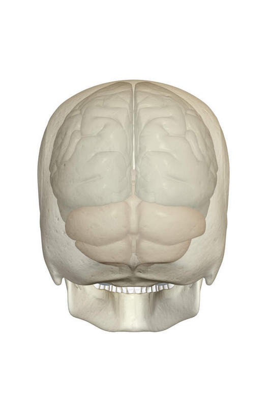动脉,静脉,骨骼,无人,竖图,插画,x光片,室内,特写,白天,白色背景,正面,数码,科技,静物,大脑,阴影,辐射,科学,网络,医学,骨头,高光,几何,计算机图形,合成,图画,画,模型,人体,电脑合成图,数码合成图,骨架,医疗,生物学,科学技术,x射线,器官,沟壑,x光,漫画,小脑,脑干,生理学,写实,具体,具象,大脑皮层,端脑,额叶,沟,灰质,回,间脑,枕叶,半身,彩图,电磁波,电磁辐射