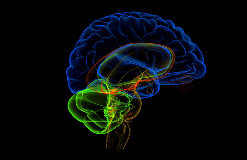 无人,横图,彩色,插画,x光片,室内,白天,正面,数码,科技,大脑,阴影,黑色背景,辐射,科学,网络,医学,高光,几何,计算机图形,合成,图画,画,电脑合成图,数码合成图,医疗,科学技术,x射线,器官,沟壑,x光,漫画,小脑,脑干,写实,具体,具象,大脑皮层,端脑,沟,灰质,回,间脑,脑桥,彩图,电磁波,电磁辐射