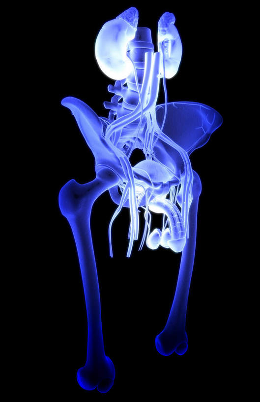 内脏,动脉,静脉,阴茎,无人,竖图,插画,室内,白天,正面,数码,科技,静物,阴影,黑色背景,发光,网络,医学,高光,几何,计算机图形,合成,图画,画,蓝色,绿色,模型,人体,电脑合成图,数码合成图,生物学,人体器官,器官,漫画,泌尿系统,生理学,写实,具体,具象,男性生殖器官,彩图