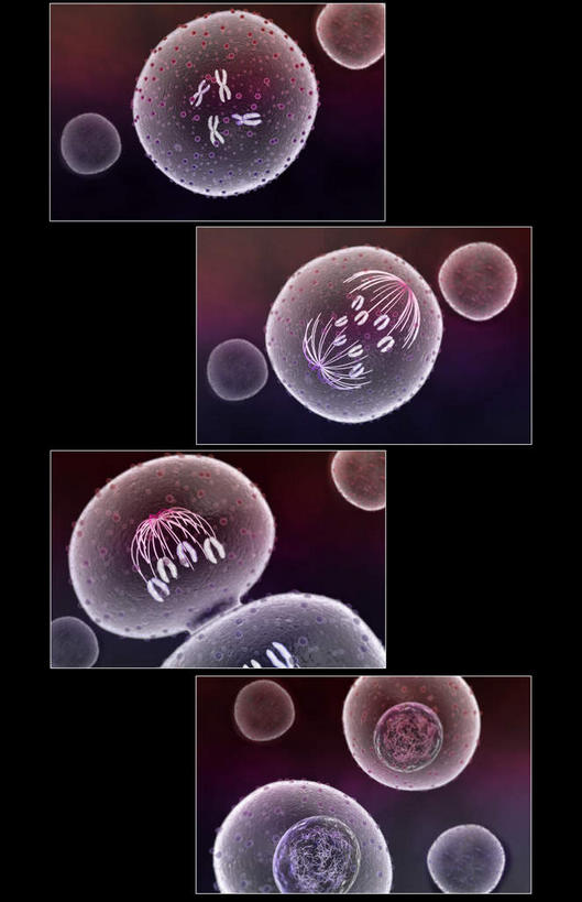 无人,竖图,插画,室内,特写,白天,正面,数码,科技,静物,阴影,黑色背景,网络,医学,细胞,高光,几何,计算机图形,合成,图画,画,人体,电脑合成图,数码合成图,生物学,破裂,分裂,漫画,生理学,写实,具体,具象,细胞分裂,有丝分裂,割裂,盘据,彩图,决裂