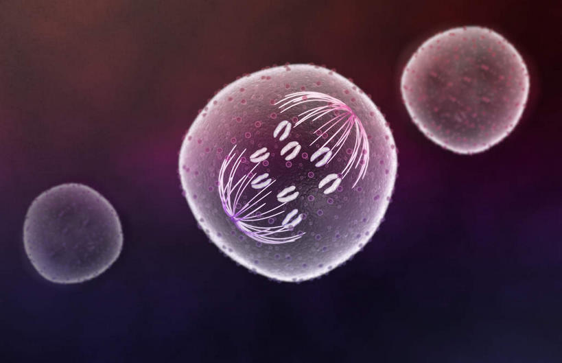 无人,横图,插画,室内,特写,白天,正面,数码,科技,静物,阴影,黑色背景,网络,医学,细胞,高光,几何,计算机图形,合成,图画,画,人体,电脑合成图,数码合成图,生物学,破裂,分裂,漫画,生理学,写实,具体,具象,细胞分裂,有丝分裂,割裂,盘据,细胞质,末期细胞分裂,彩图,决裂