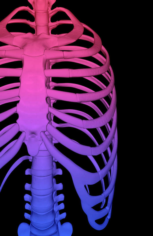 动脉,静脉,骨骼,无人,竖图,x光片,室内,特写,白天,正面,数码,科技,静物,阴影,黑色背景,发光,辐射,科学,网络,医学,骨头,高光,几何,计算机图形,合成,粉色,模型,人体,电脑合成图,数码合成图,骨架,医疗,生物学,胸腔,科学技术,x射线,x光,生理学,写实,具体,具象,半身,彩图,电磁波,电磁辐射