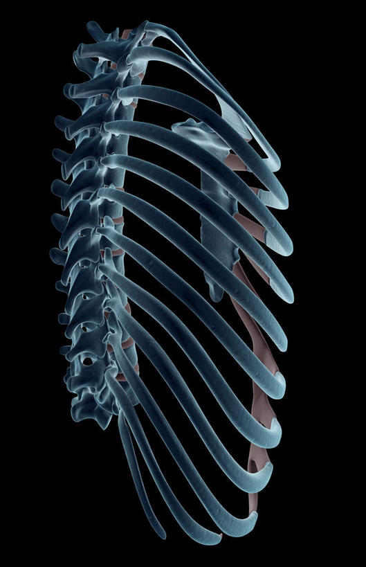 动脉,静脉,骨骼,肋骨,无人,竖图,x光片,室内,特写,白天,正面,数码,科技,静物,阴影,黑色背景,辐射,科学,网络,医学,骨头,高光,几何,计算机图形,合成,模型,躯干,人体,电脑合成图,数码合成图,骨架,医疗,生物学,胸腔,科学技术,x射线,x光,生理学,写实,具体,具象,半身,彩图,电磁波,电磁辐射