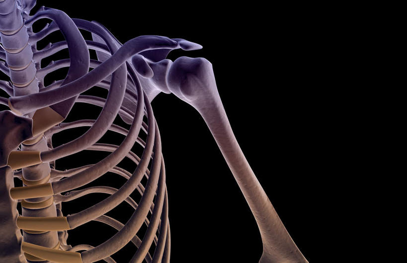 锁骨,肩关节,肩胛骨,动脉,静脉,骨骼,无人,横图,插画,x光片,室内,特写,白天,正面,数码,科技,静物,阴影,黑色背景,辐射,科学,网络,医学,骨头,高光,几何,计算机图形,合成,图画,画,模型,人体,电脑合成图,数码合成图,骨架,医疗,生物学,科学技术,x射线,x光,漫画,生理学,写实,具体,具象,肩部,半身,彩图,电磁波,电磁辐射