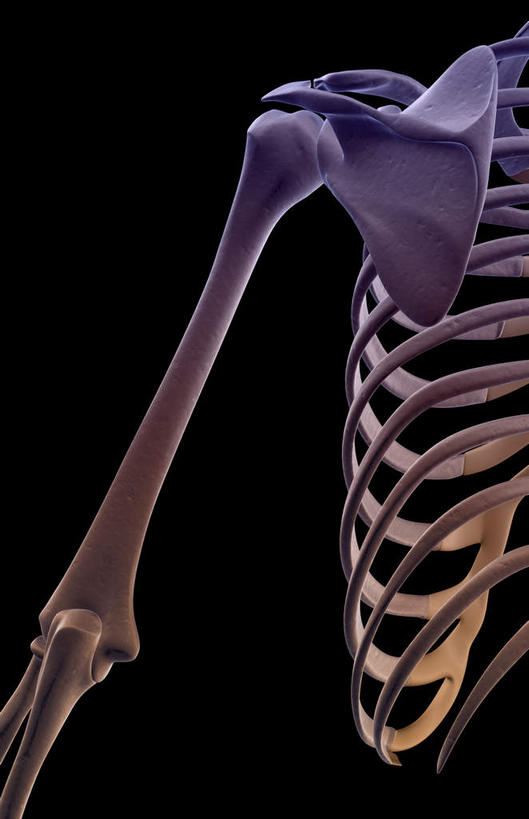 肩关节,动脉,静脉,骨骼,无人,竖图,插画,x光片,室内,特写,白天,正面,数码,科技,静物,阴影,黑色背景,辐射,科学,网络,医学,骨头,高光,几何,计算机图形,合成,图画,画,模型,人体,电脑合成图,数码合成图,骨架,医疗,生物学,科学技术,x射线,x光,漫画,生理学,写实,具体,具象,半身,彩图,电磁波,电磁辐射