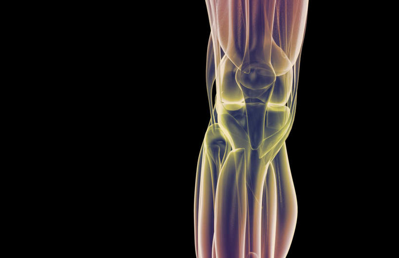 膝盖,动脉,静脉,骨骼,肌肉,健壮,无人,横图,插画,室内,特写,白天,正面,数码,科技,静物,阴影,黑色背景,发光,网络,医学,骨头,高光,几何,计算机图形,合成,图画,画,红色,模型,健康,活力,力量,人体,青春,电脑合成图,数码合成图,骨架,生物学,强壮,漫画,生理学,写实,具体,具象,肌腱,髌骨韧带,彩图