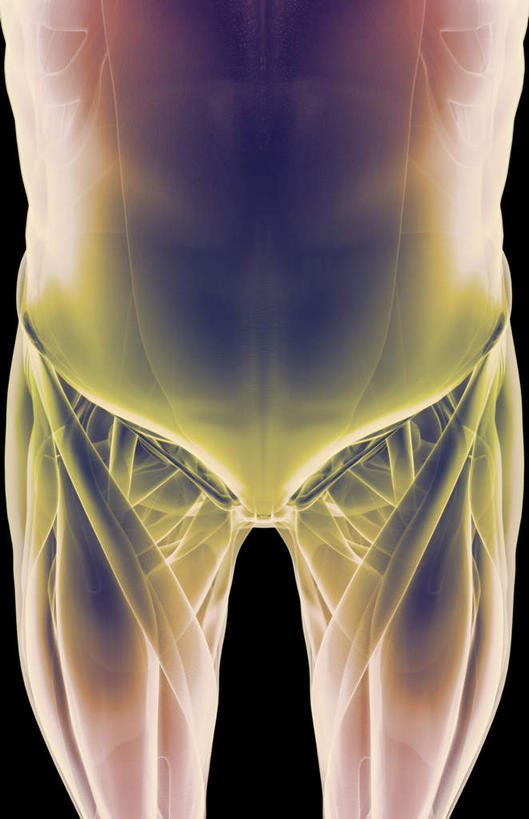 动脉,静脉,骨骼,骨盆,肌肉,健壮,无人,竖图,插画,室内,特写,白天,正面,数码,科技,静物,阴影,黑色背景,网络,医学,骨头,高光,几何,计算机图形,合成,图画,画,模型,健康,活力,力量,人体,青春,电脑合成图,数码合成图,骨架,生物学,强壮,漫画,生理学,写实,具体,具象,耻骨,彩图