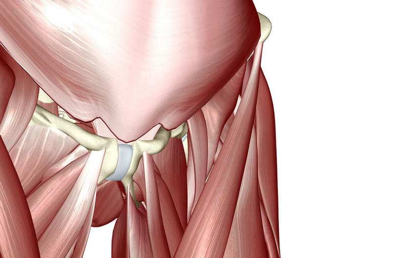 动脉,静脉,骨骼,肌肉,健壮,无人,竖图,插画,室内,特写,白天,白色背景,正面,数码,科技,静物,阴影,网络,医学,骨头,高光,几何,计算机图形,合成,图画,画,模型,健康,活力,力量,人体,青春,电脑合成图,数码合成图,骨架,生物学,强壮,漫画,生理学,写实,具体,具象,内收长肌,彩图