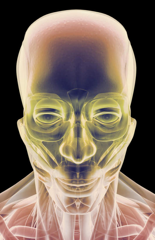 脸,头,脸颊,动脉,静脉,骨骼,肌肉,健壮,无人,竖图,插画,室内,特写,白天,正面,数码,科技,静物,阴影,黑色背景,网络,医学,骨头,高光,几何,计算机图形,合成,图画,画,模型,健康,活力,力量,人体,青春,电脑合成图,数码合成图,骨架,生物学,强壮,漫画,生理学,写实,具体,具象,颧骨,眼轮匝肌,额肌,口轮匝肌,头部,脸部,脸蛋,面部,彩图
