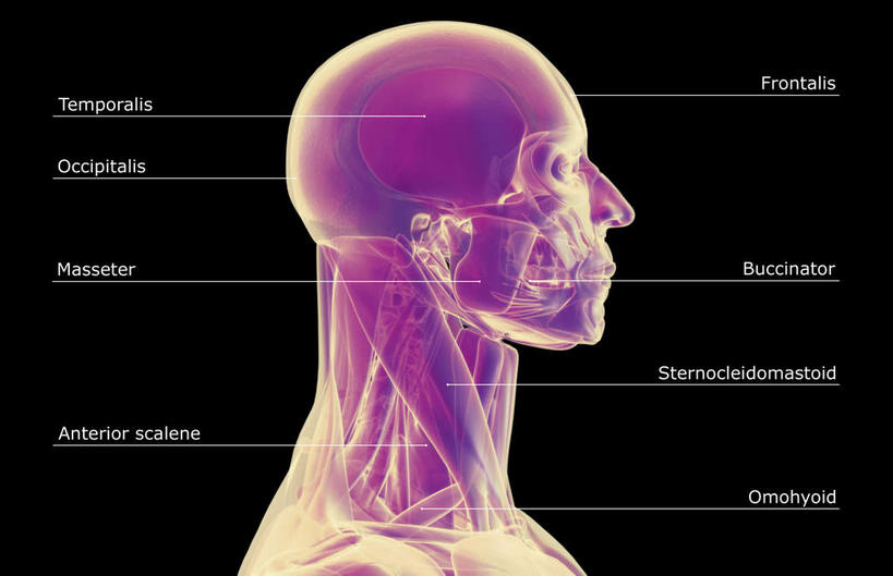 动脉,静脉,骨骼,肌肉,健壮,无人,横图,插画,室内,特写,白天,正面,数码,科技,静物,阴影,黑色背景,网络,医学,英文,标志,文字,字符,字母,骨头,高光,几何,计算机图形,合成,图画,标识,画,模型,健康,活力,力量,解说,人体,说明,青春,英文字母,电脑合成图,数码合成图,骨架,生物学,强壮,漫画,生理学,写实,具体,具象,阐明,申明,注解,注明,颞肌,咬肌,胸锁乳突肌,彩图