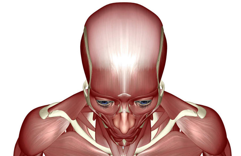 脸,头,脸颊,动脉,静脉,骨骼,肌肉,健壮,无人,横图,插画,室内,特写,白天,白色背景,正面,数码,科技,静物,阴影,网络,医学,骨头,高光,几何,计算机图形,合成,图画,画,模型,健康,活力,力量,人体,青春,电脑合成图,数码合成图,骨架,生物学,强壮,漫画,生理学,写实,具体,具象,额肌,头部,脸部,脸蛋,面部,彩图