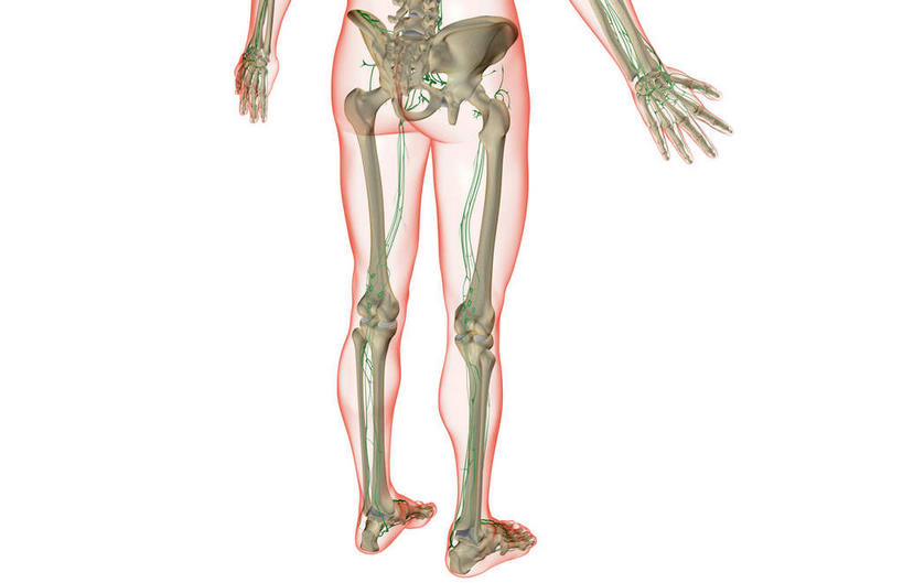 动脉,静脉,骨骼,无人,站,竖图,插画,x光片,室内,特写,白天,白色背景,正面,数码,科技,静物,阴影,辐射,科学,网络,医学,骨头,高光,几何,计算机图形,合成,图画,画,模型,站着,人体,皮肤,电脑合成图,数码合成图,骨架,医疗,生物学,科学技术,x射线,x光,漫画,生理学,写实,具体,具象,淋巴系统,淋巴细胞,淋巴,淋巴管,淋巴液,淋巴组织,免疫组织,下半身,站立,彩图,电磁波,电磁辐射