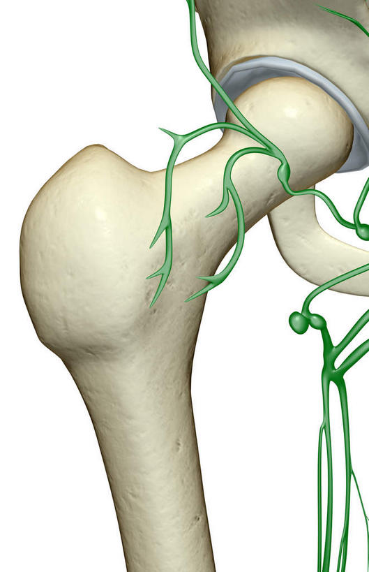 臀部,动脉,静脉,骨骼,关节,无人,竖图,插画,x光片,室内,特写,白天,白色背景,正面,数码,科技,静物,阴影,辐射,科学,网络,医学,骨头,高光,几何,计算机图形,合成,图画,画,模型,人体,电脑合成图,数码合成图,骨架,医疗,生物学,科学技术,x射线,x光,漫画,生理学,写实,具体,具象,淋巴系统,淋巴细胞,淋巴,淋巴管,淋巴液,淋巴组织,免疫组织,髋关节,彩图,电磁波,电磁辐射