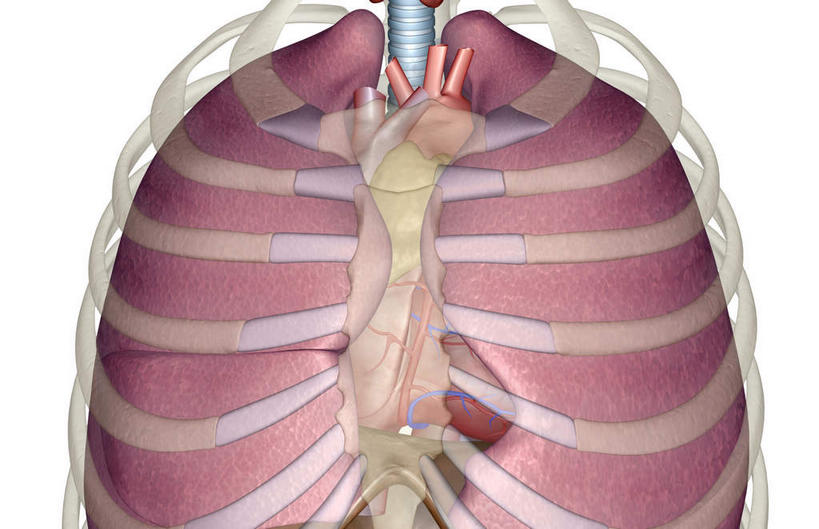 内脏,肺,动脉,静脉,无人,横图,插画,室内,白天,白色背景,正面,数码,科技,静物,阴影,网络,医学,高光,几何,计算机图形,合成,图画,画,红色,模型,人体,电脑合成图,数码合成图,生物学,人体器官,器官,漫画,生理学,写实,具体,具象,呼吸系统,肺癌,肺部,肺脏,彩图