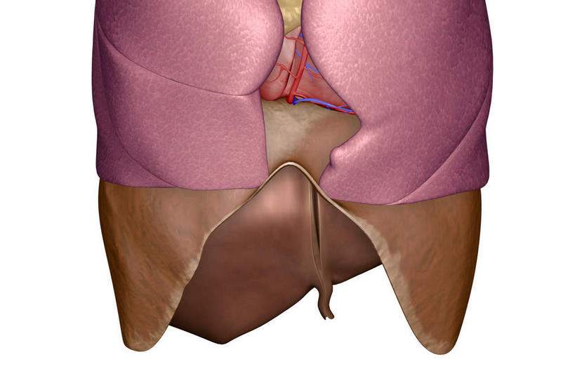 内脏,肝脏,动脉,静脉,无人,横图,插画,室内,白天,白色背景,正面,数码,科技,静物,阴影,网络,医学,高光,几何,计算机图形,合成,图画,画,红色,模型,人体,电脑合成图,数码合成图,生物学,人体器官,器官,漫画,生理学,写实,具体,具象,隔膜,肝,彩图