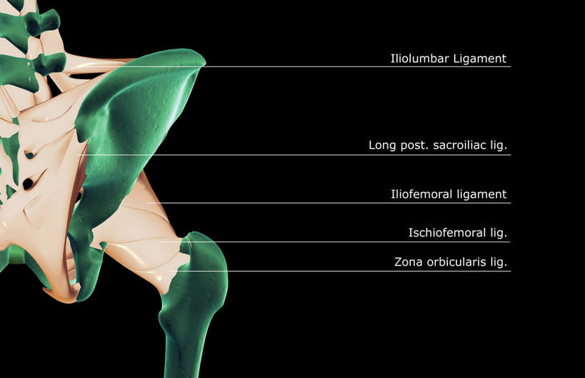 动脉,静脉,骨骼,无人,横图,插画,x光片,室内,特写,白天,正面,数码,科技,静物,阴影,黑色背景,辐射,科学,网络,医学,英文,标志,文字,字符,字母,骨头,高光,几何,计算机图形,合成,图画,标识,画,模型,解说,人体,说明,英文字母,电脑合成图,数码合成图,骨架,医疗,生物学,科学技术,x射线,x光,韧带,漫画,生理学,写实,具体,具象,阐明,申明,注解,注明,髋关节,彩图,电磁波,电磁辐射